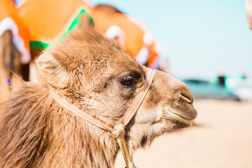 Bactrian camels in the desert. Camels harnessed to riding reins. Camel head and mouth close-up....