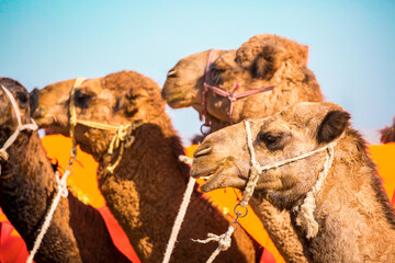 Bactrian camels in the desert. Camels harnessed to riding reins. Camel head and mouth close-up....