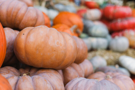 Assorted pumpkins for sale at an outdoor market.
