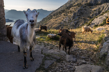 Cabras na montanha em Montenegro