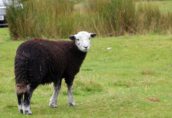 Herdwick sheep, Lake District England
