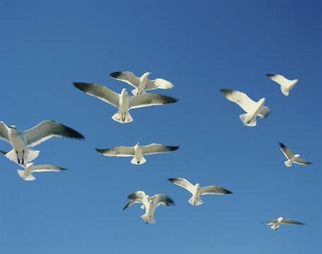 Low angle view of a flock of seagulls in flight (Larus Argentatus)