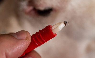 Insect tick in claws. Removing a tick insect from a dog. A dangerous parasite in magnification....