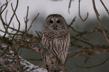Canada, Ontario, Barred Owl (Strix varia) on branch