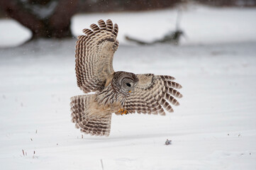 Canada, Ontario, Barred Owl (Strix varia) in flight