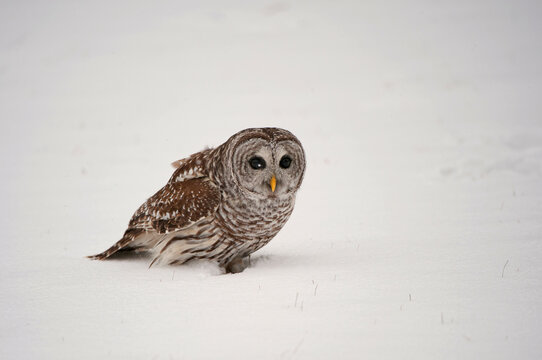 Canada, Ontario, Barred Owl (Strix varia) in snow