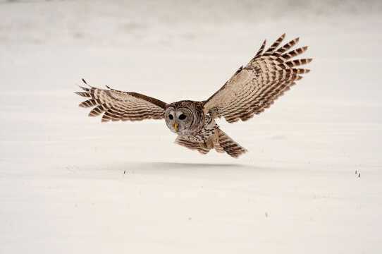 Canada, Ontario, Barred Owl (Strix varia) in flight