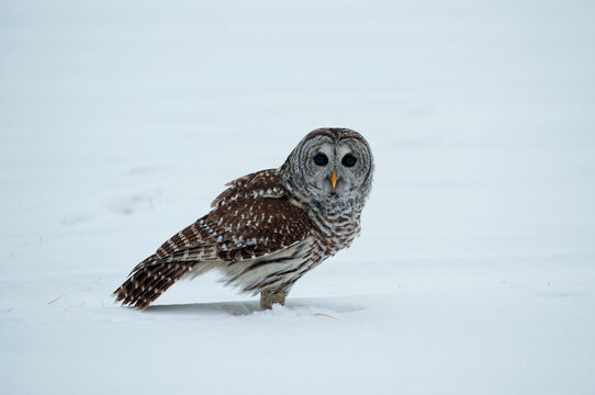 Canada, Ontario, Barred Owl (Strix varia) in snow