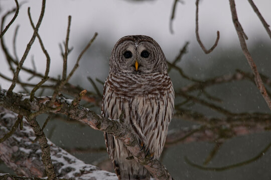 Canada, Ontario, Barred Owl (Strix varia) on branch