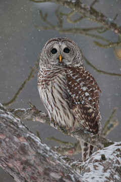 Canada, Ontario, Barred Owl (Strix varia) on branch