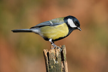 Great tit sitting on wood