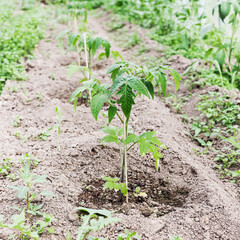 gardening in springtime. tomato sprouts in soil in greenhouse. healthy lifestyle, agrarian life. 