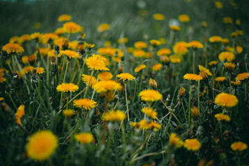 Beautiful flowers of yellow dandelions in nature in warm summer or spring on meadow in sunlight.