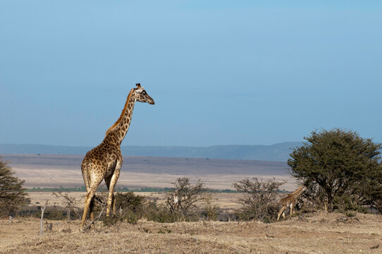Africa,Kenya, Masai Mara, Masai Giraffes (Giraffa camelopardalis) in savannah