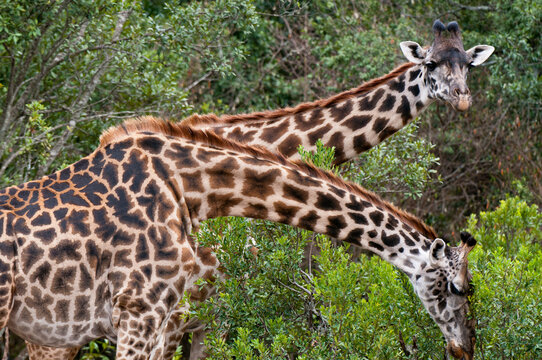 Africa,Kenya, Masai Mara, close up of Masai Giraffes (Giraffa camelopardalis)