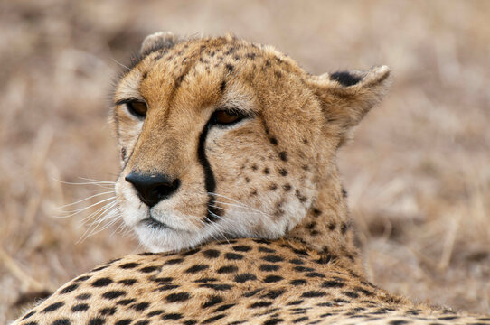 Africa,Kenya, Masai Mara, close up of Cheetah (Acinonyx jubatus)