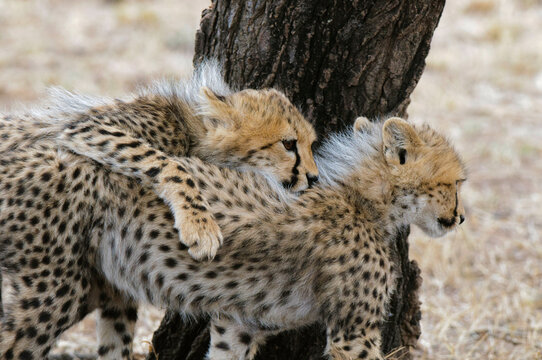 Africa, Kenya, Masai Mara, Cheetah (Acinonyx jubatus)