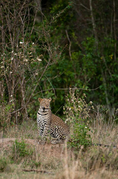 Africa, Kenya, Masai Mara, Leopard (Panthera pardus) in bush
