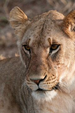 Africa, Kenya, Masai Mara, close up of Lion (Panthera leo)