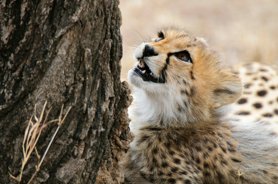 Africa, Kenya, Masai Mara, close up of Cheetah (Acinonyx jubatus)