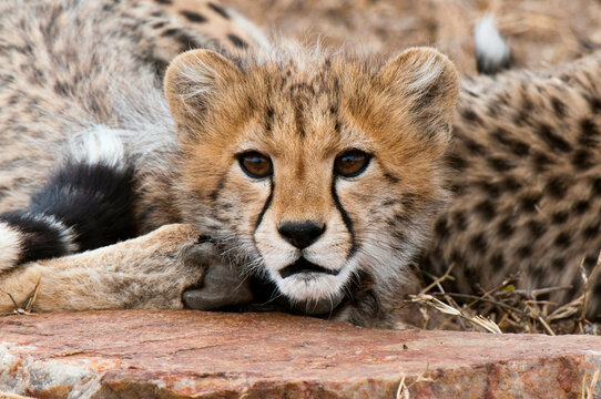 Africa, Kenya, Masai Mara, close up of young Cheetah (Acinonyx jubatus)