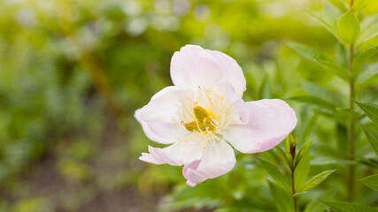 Obraz premium Beautiful white peony flower with a green background. Summer Garden. Wedding postcard. Template for business cards, covers, cosmetics packaging, interior decoration, phone case.