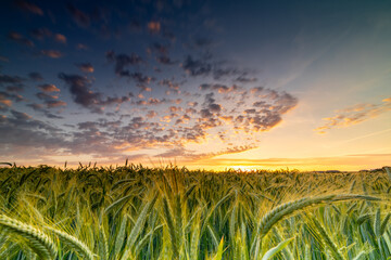Sunset on wheat field © Brams.Photography