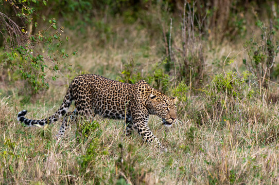 Africa, Kenya, Masai Mara, Leopard (Panthera pardus) in bush