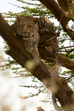 Africa, Kenya, Masai Mara, Leopard (Panthera pardus) hiding on tree branch