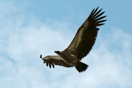 Africa, Kenya, Masai Mara, flying eagle