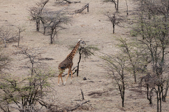 Africa, Kenya, Masai Mara, aerial view of Masai Giraffe (Giraffa camelopardalis) in savannah
