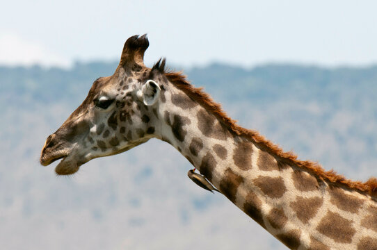 Africa, Kenya, Masai Mara, close up of Masai Giraffe (Giraffa camelopardalis)