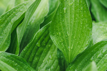 Leaf with water drops. Fresh green leaf of lily with dew. Drops macro. Closeup leaf. Beautiful natural background