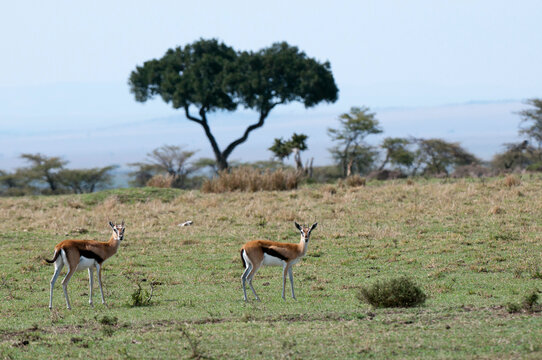 Africa, Kenya, Masai Mara, Thomsons Gazelles (Gazella Thomsoni) in savannah