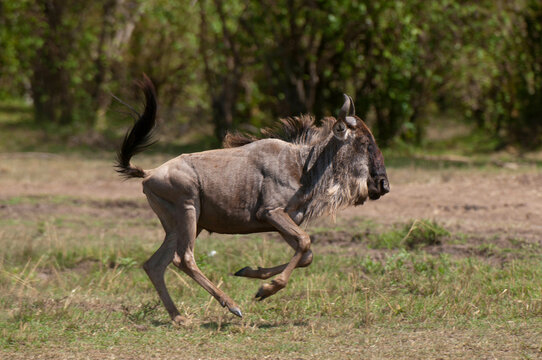 Africa, Kenya, Masai Mara, running Wildebeest (Connochaetes taurinus)