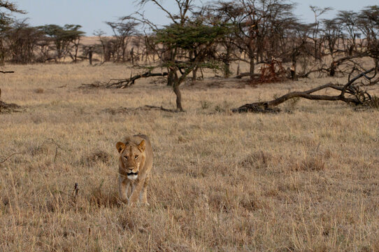 Africa, Kenya, Masai Mara, Lion (Panthera leo) in savannah