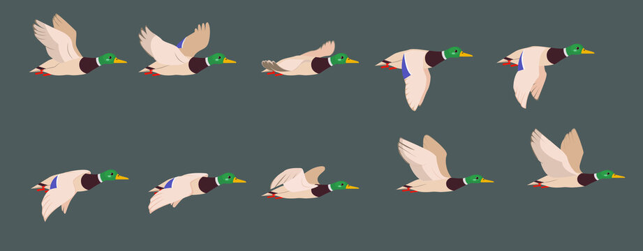 A complete animation of the flight of a duck. Wild drake, 2d character for motion design.