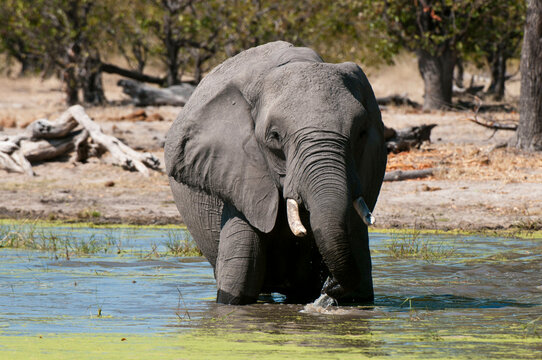 African elephant (Loxodonta africana) wading in water, Savuti Channel, Linyanti, Botswana