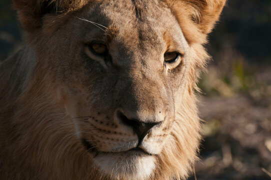 Close-up of a lion (Panthera leo), Savuti Channel, Linyanti, Botswana