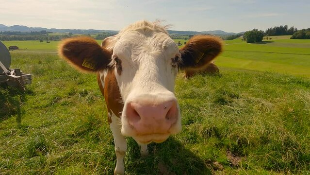 Organic farming in Bayern region of Germania. Cute brown and white cows grazing in meadow in summer, Bavaria, Germany. Happy Cow on pasture. Agriculture and cattle breeding and dairy products in Alps
