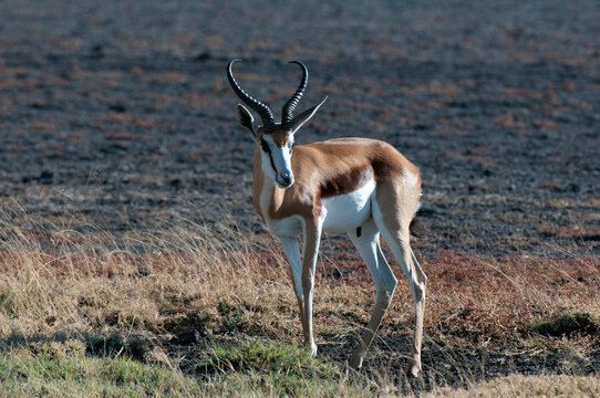 Springbok (Antidorcas marsupialis) standing in a field, Deception Valley, Central Kalahari Game Reserve, Botswana