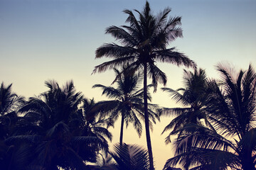 Fototapeta na wymiar Just what a tropical vacation should look like. Retro style image of silhouetted palm trees against a dusky sky.