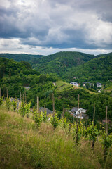 Vineyards in Traben- Trarbach Germany,
Mosel river