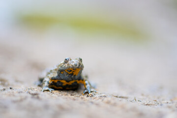 Bombina varigeata (Linnaeus, 1758) - Gelbauchunke - yellow-bellied toad