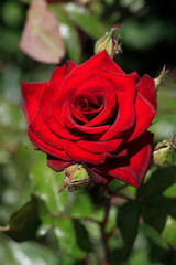 Colorful roses on nature background