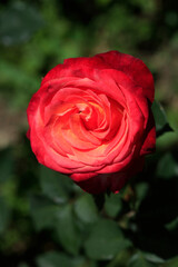 Colorful roses on nature background