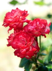 Colorful roses on nature background