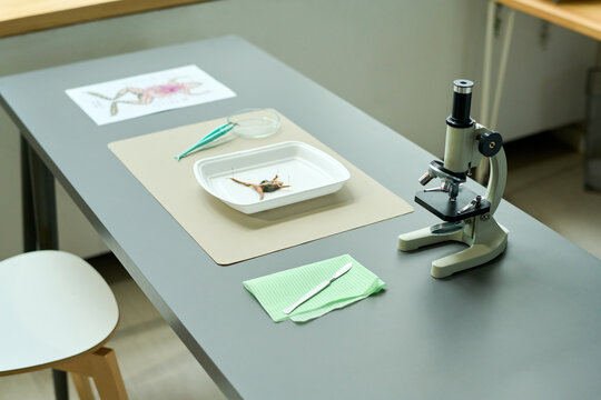 Long grey desk with microscope, scalpel, tweezers, paper with sketch of animal internal structure and plastic tray with frog for dissection