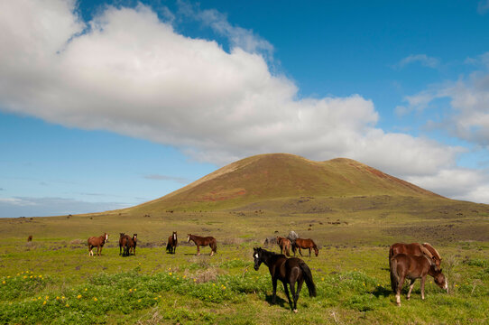 Chile, Easter Island, Rapa Nui, Horses grazing in landscape