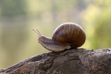 snail